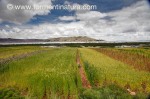 Plantación de patatas, cebada y quinua entre Puno y Chucuito, Puno, Perú © Formentí 013
